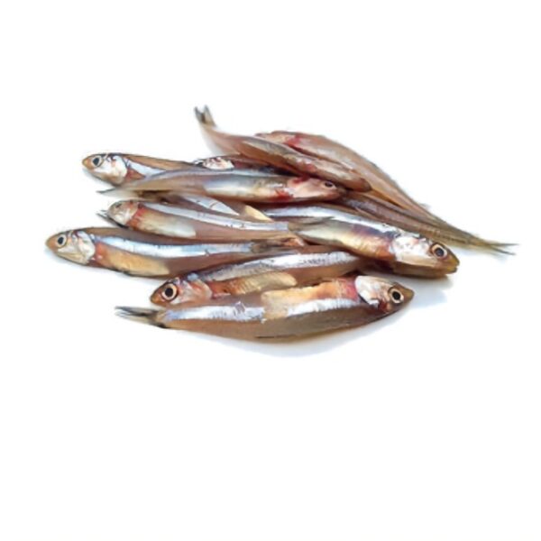 River Anchovy